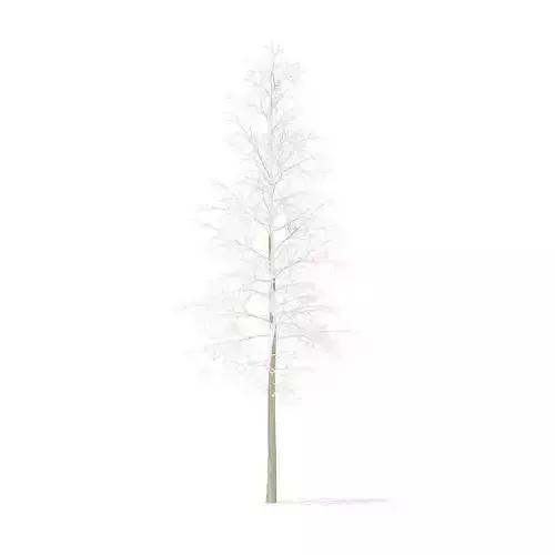 Quaking Aspen with Snow 5point6m