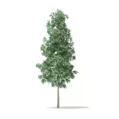 Quaking Aspen 5point6m