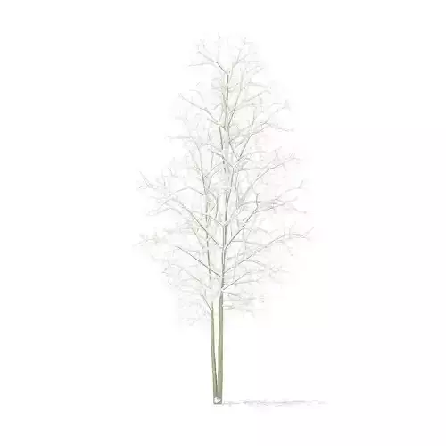 Quaking Aspen with Snow 3point6m