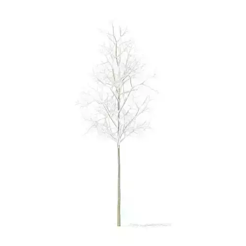 Quaking Aspen with Snow 2point6m