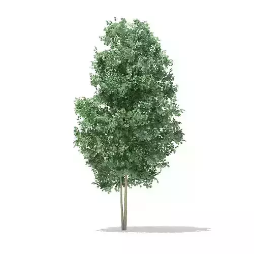 Quaking Aspen 3point6m