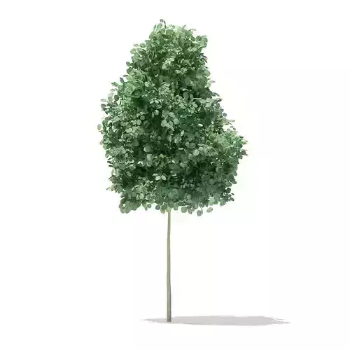 Quaking Aspen 2point6m