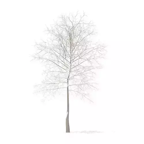 Sugar Maple with Snow 7point3m