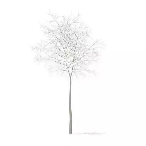 Sugar Maple with Snow 5point2m