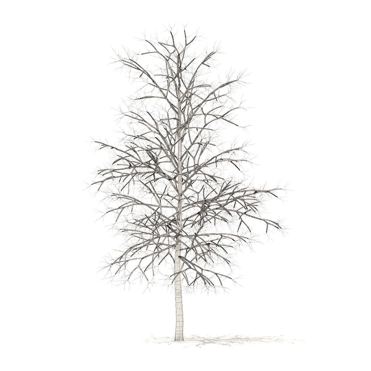 Sugar Maple with Snow 4point2m 3D model_3