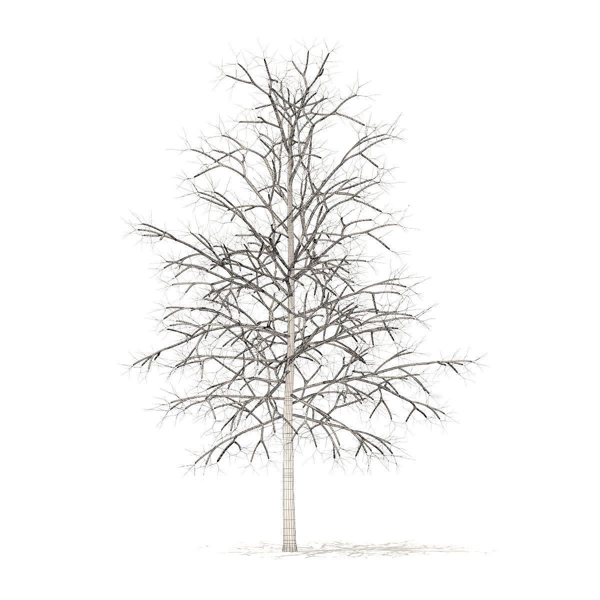 Sugar Maple with Snow 4point2m 3D model_4