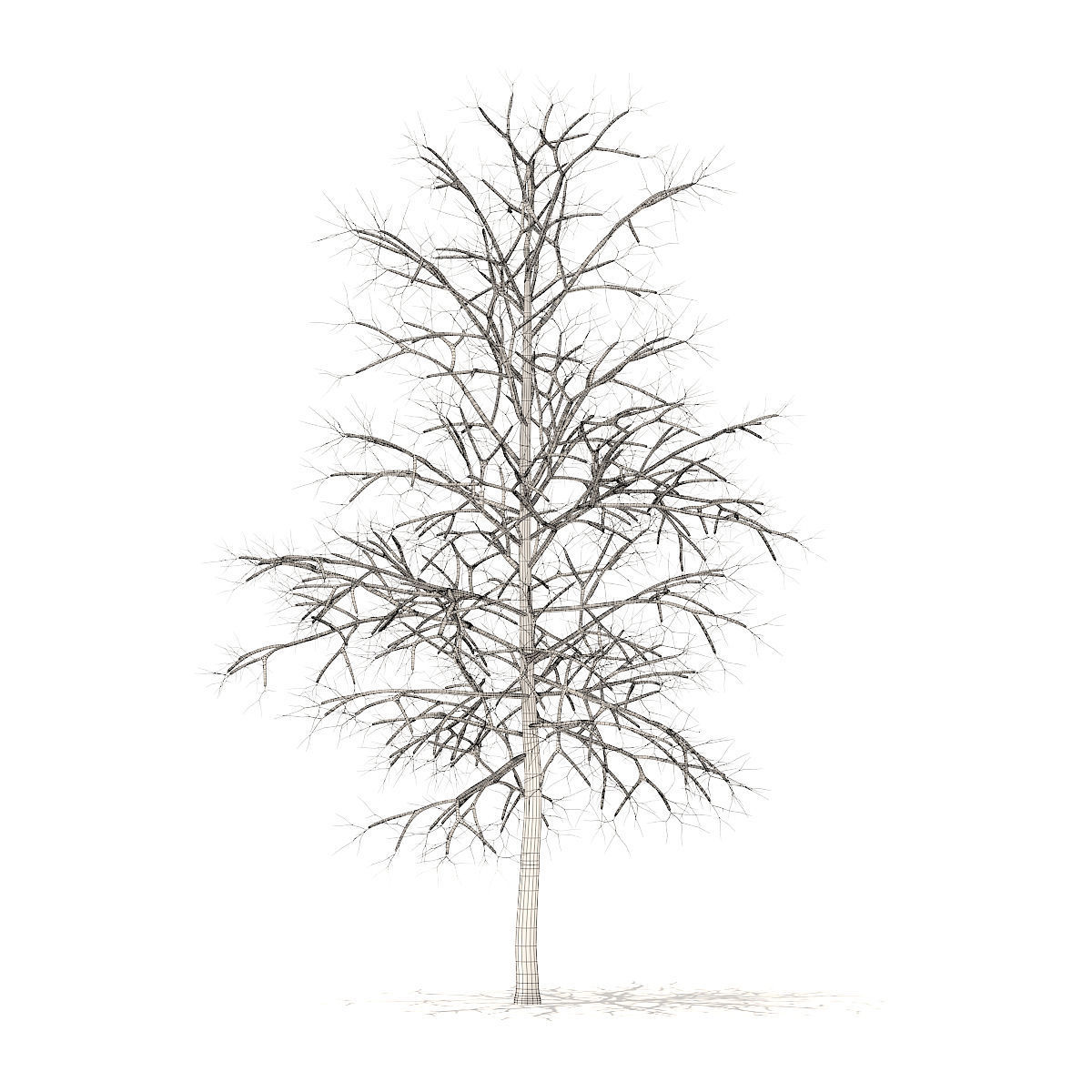 Sugar Maple with Snow 4point2m 3D model_5