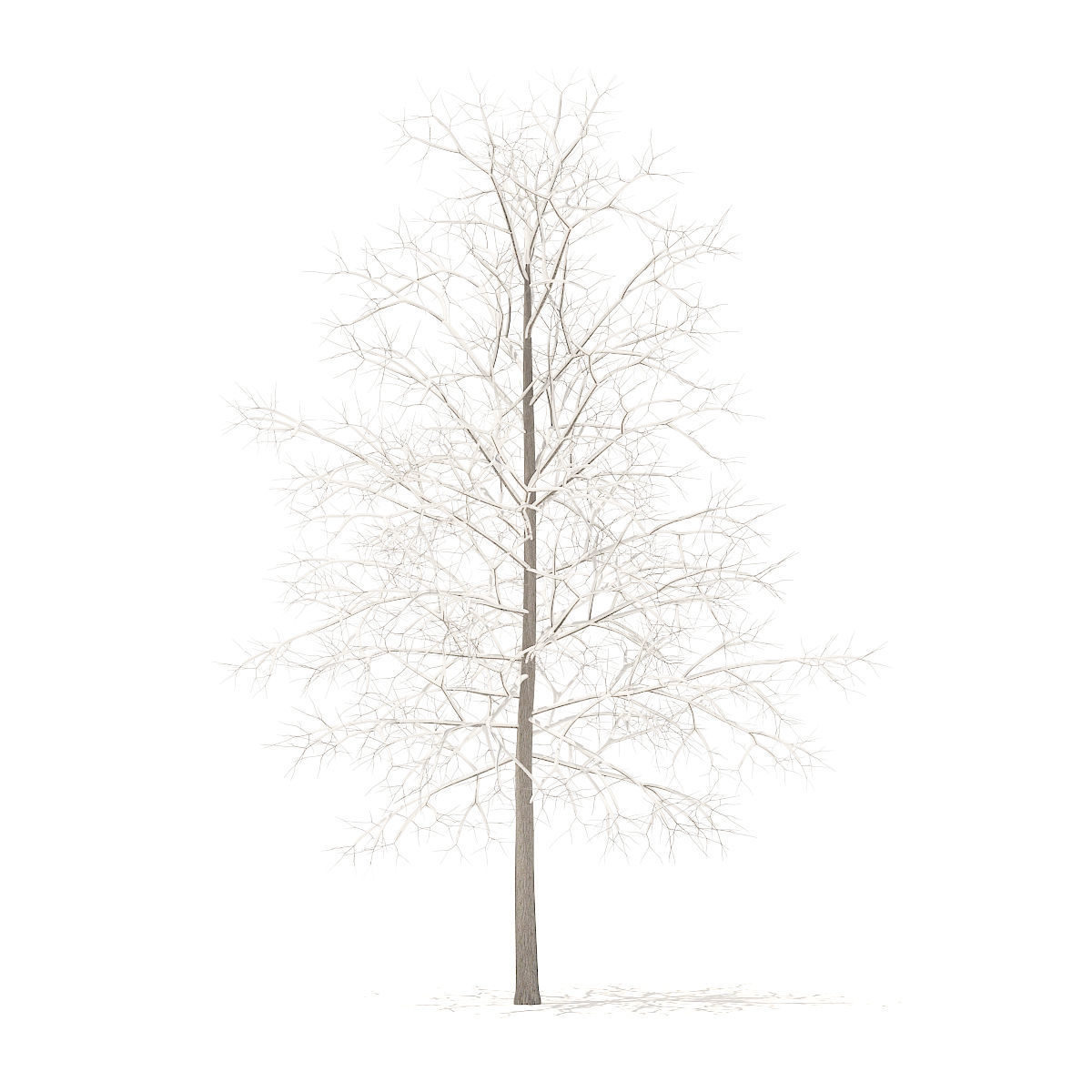 Sugar Maple with Snow 4point2m 3D model_1