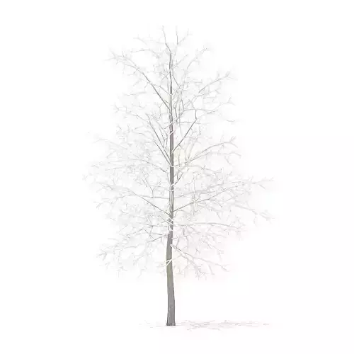 Sugar Maple with Snow 4point2m