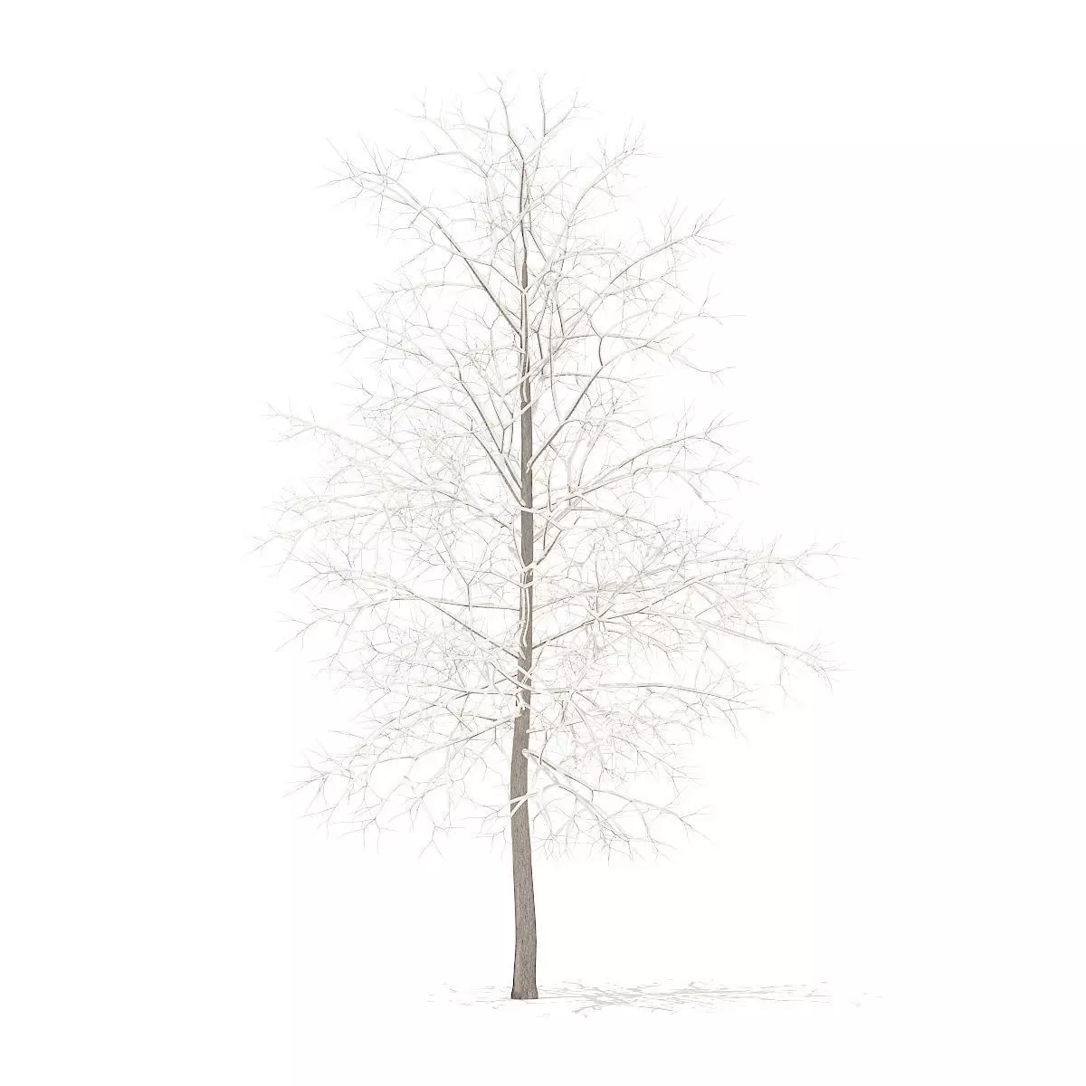 Sugar Maple with Snow 4point2m 3D model_0