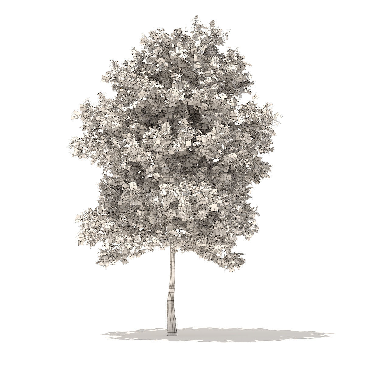 Sugar Maple 7point3m 3D model_4