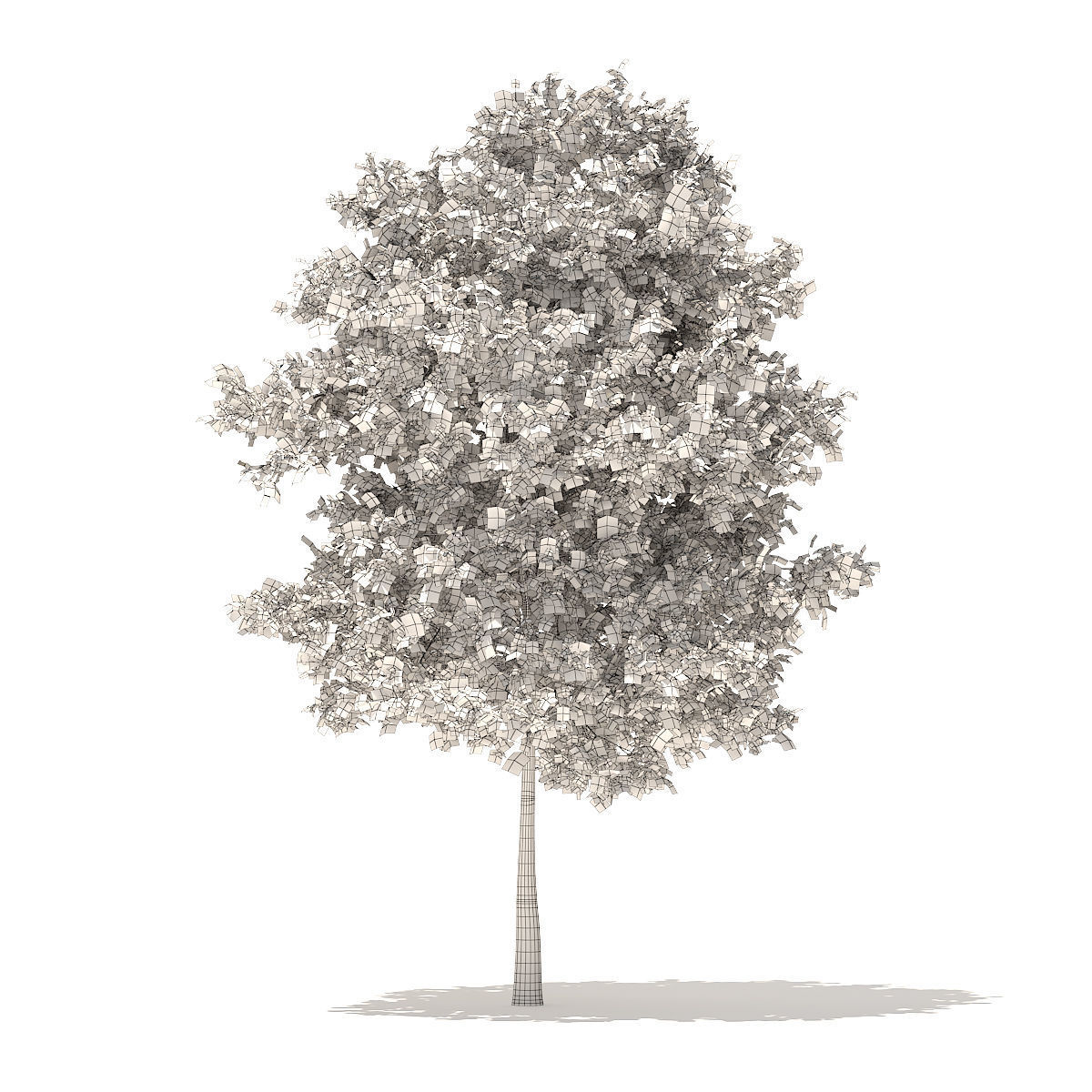 Sugar Maple 7point3m 3D model_5