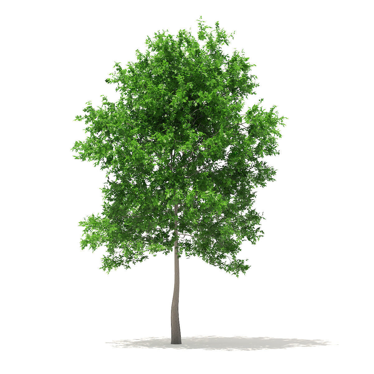 Sugar Maple 7point3m 3D model_1