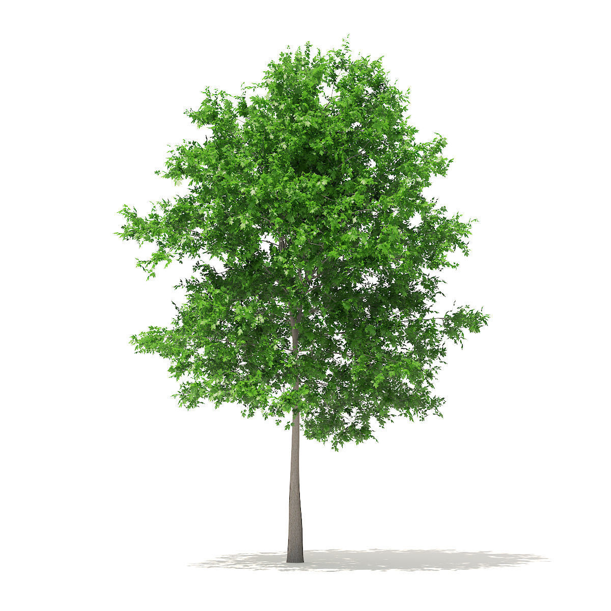 Sugar Maple 7point3m 3D model_2