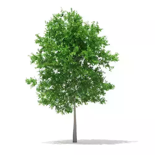 Sugar Maple 7point3m