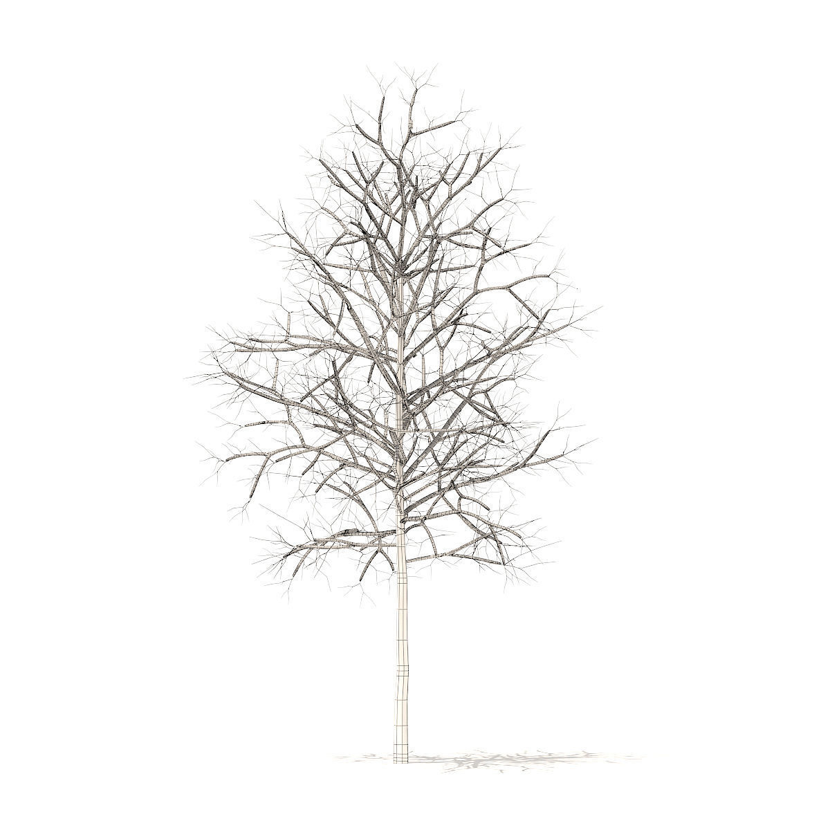 Sugar Maple with Snow 3point3m 3D model_4