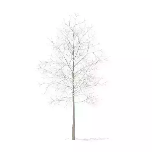 Sugar Maple with Snow 3point3m