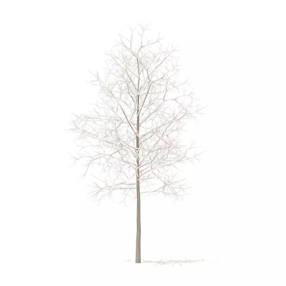 Sugar Maple with Snow 3point3m 3D model_0