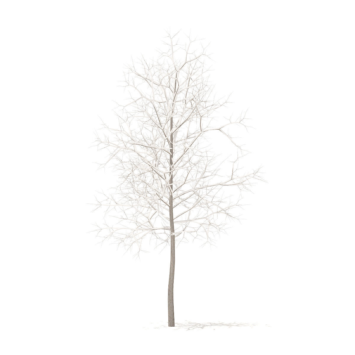 Sugar Maple with Snow 3point3m 3D model_1