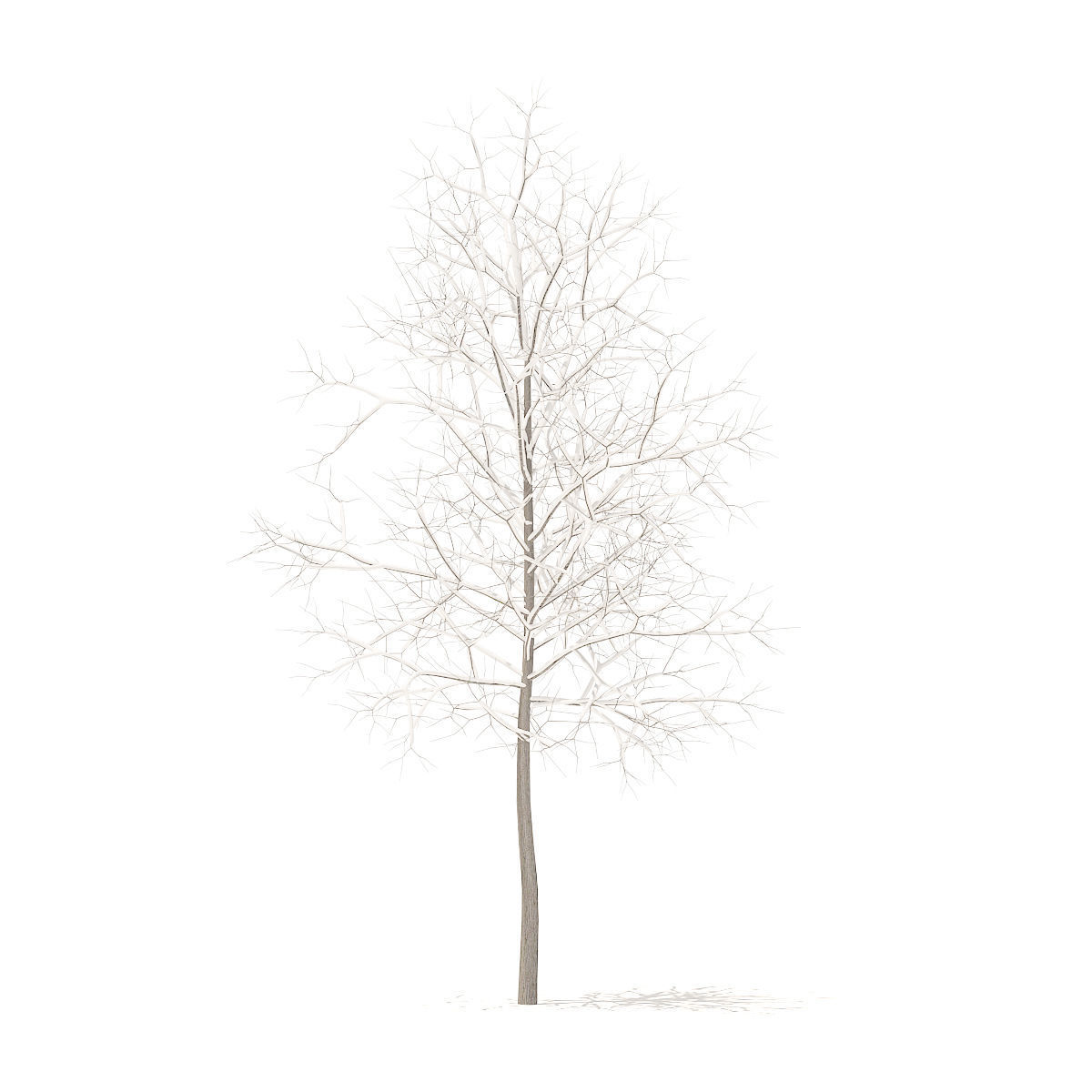 Sugar Maple with Snow 3point3m 3D model_2