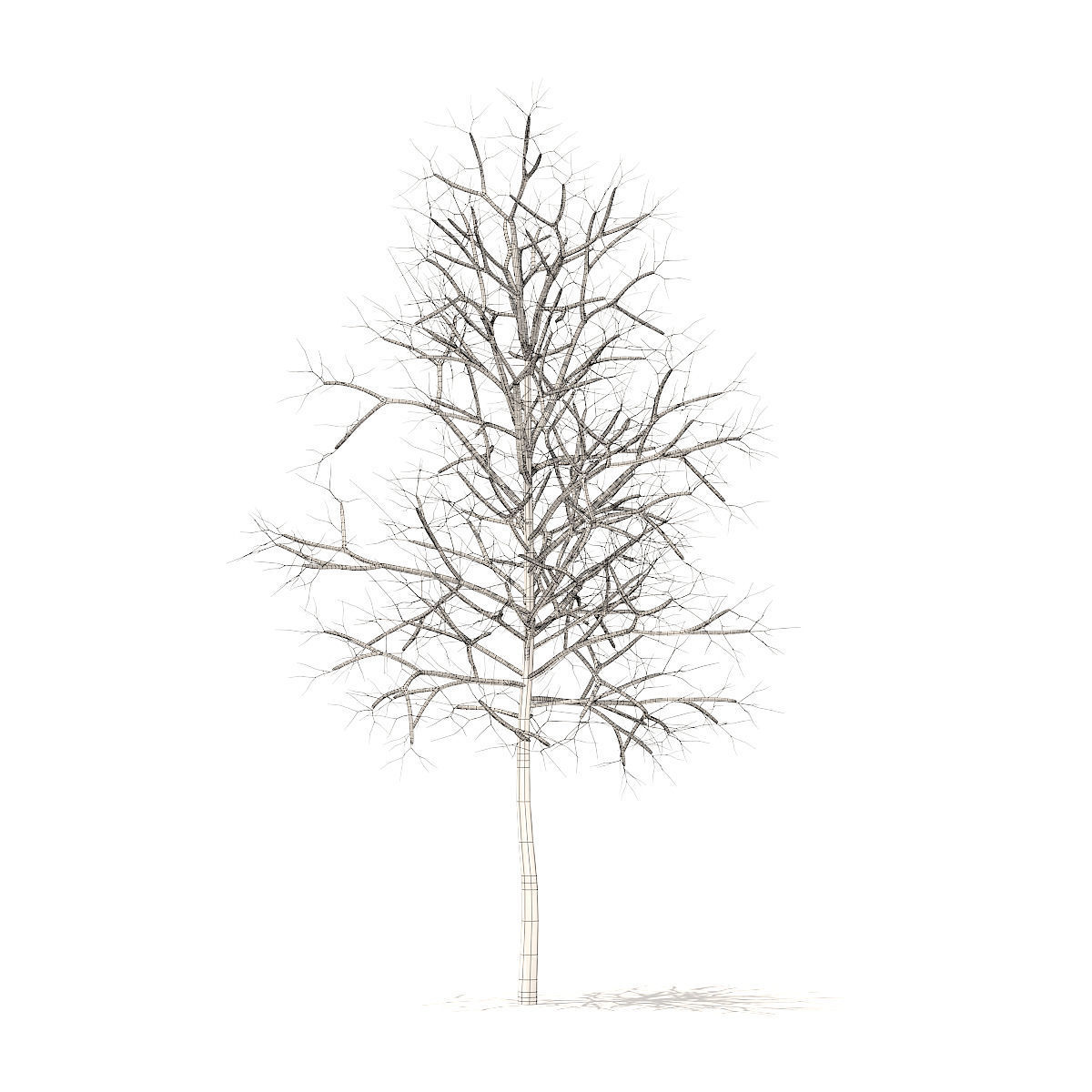 Sugar Maple with Snow 3point3m 3D model_3