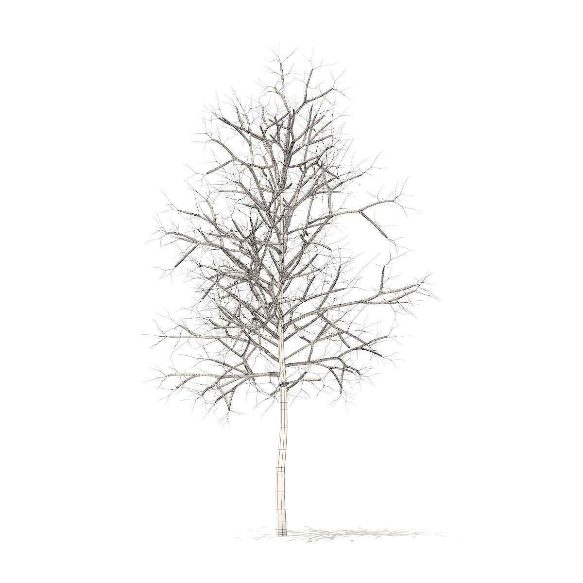 Sugar Maple with Snow 3point3m 3D model_5
