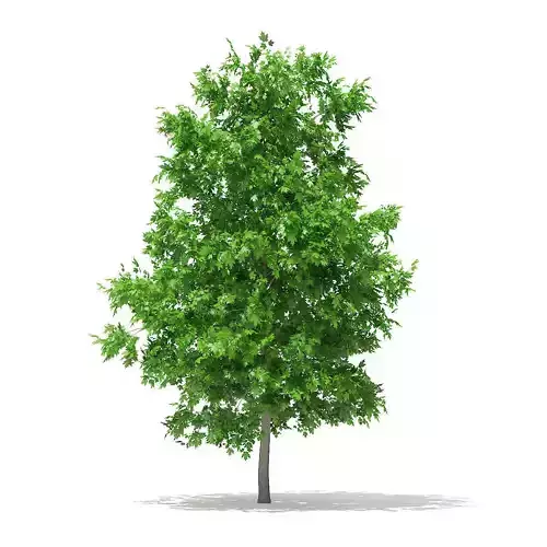 Sugar Maple 4point2m