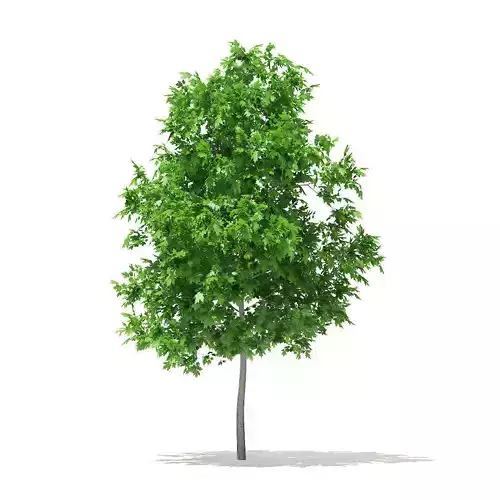Sugar Maple 3point3m