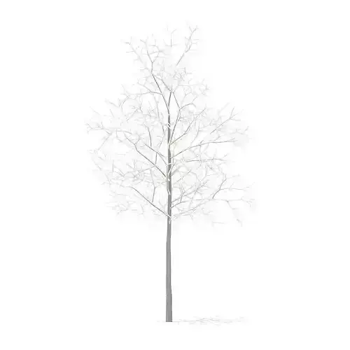 Sugar Maple with Snow 2point9m