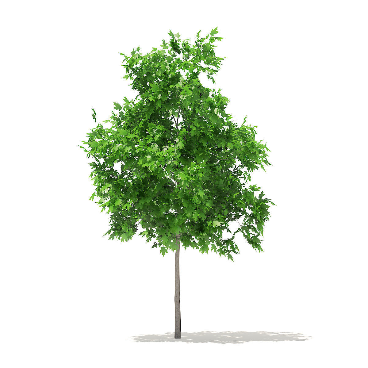 Sugar Maple 2point9m 3D model_2
