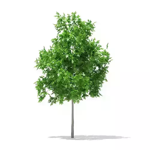 Sugar Maple 2point9m