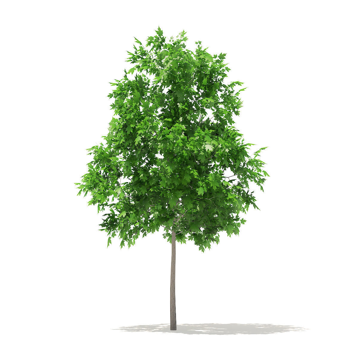 Sugar Maple 2point9m 3D model_1
