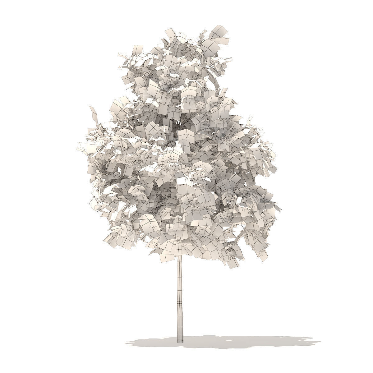 Sugar Maple 2point9m 3D model_3