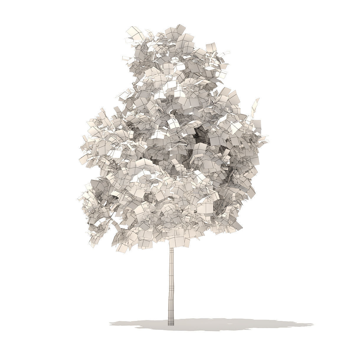 Sugar Maple 2point9m 3D model_5