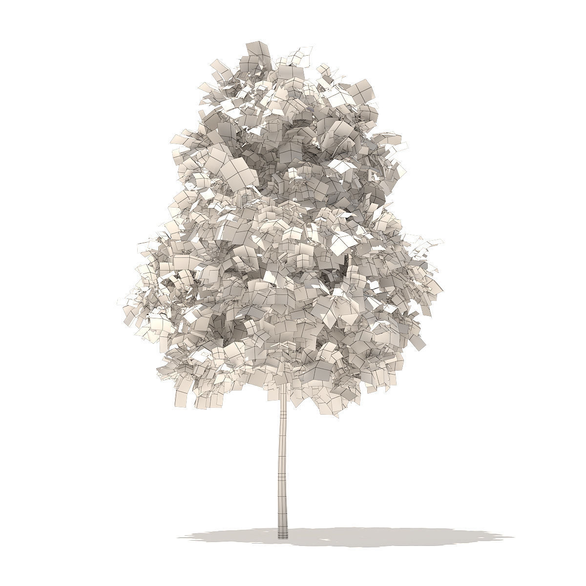 Sugar Maple 2point9m 3D model_4