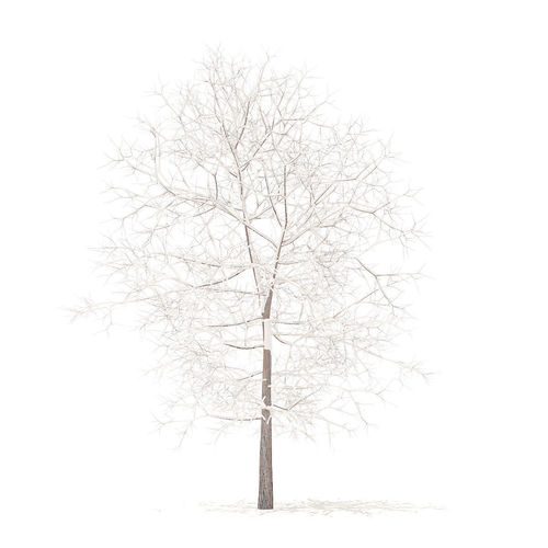 White Oak with Snow 6point3m 3D model