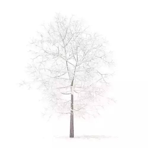 White Oak with Snow 6point3m