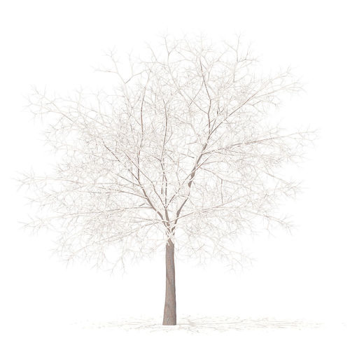 White Oak with Snow 7point5m 3D model
