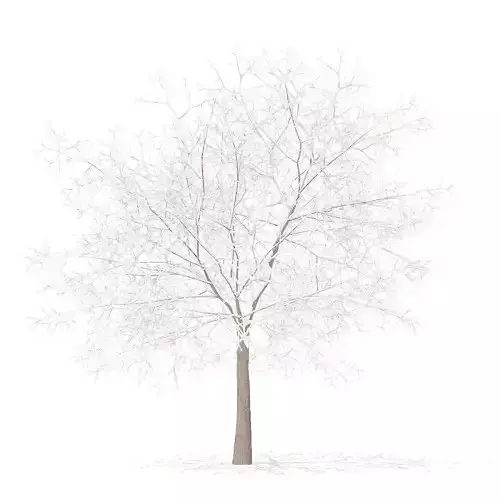 White Oak with Snow 7point5m