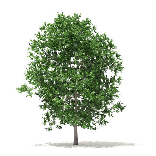 White Oak 6point3m 3D model