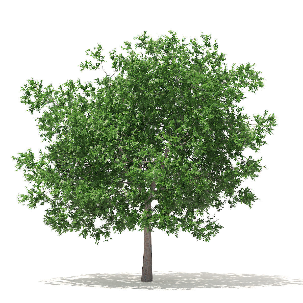 White Oak 7point5m 3D model_1