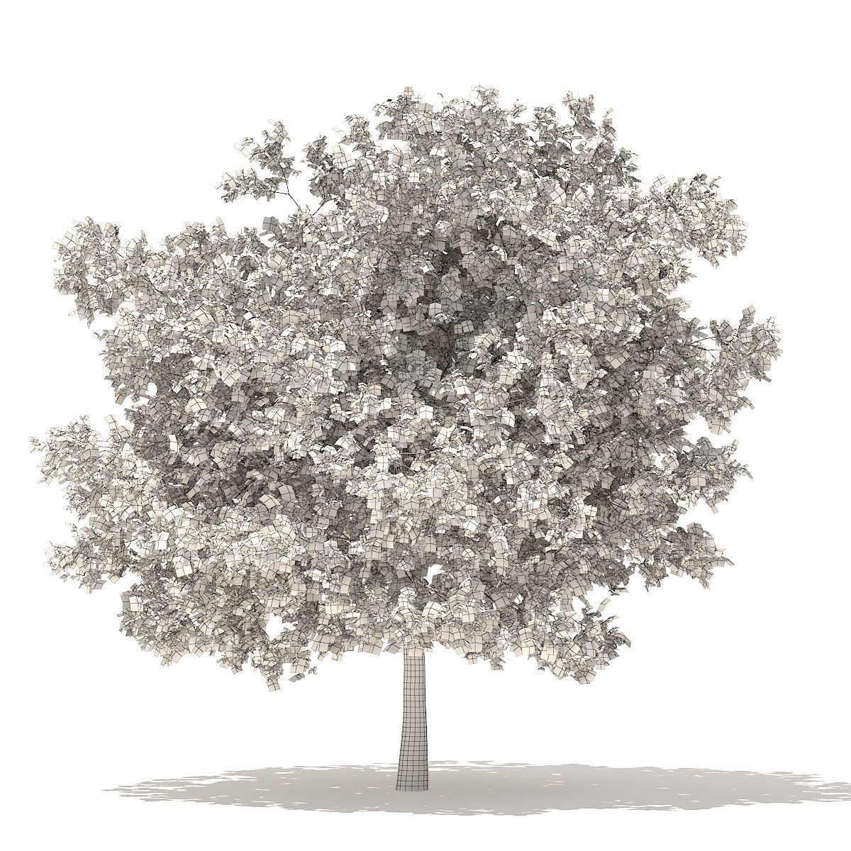 White Oak 7point5m 3D model_5