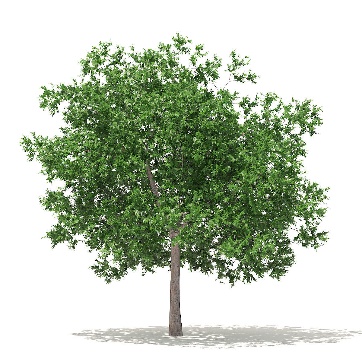 White Oak 7point5m 3D model_2
