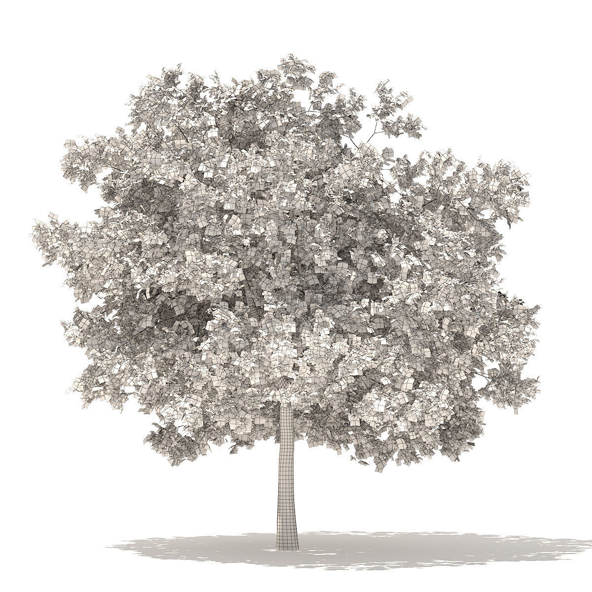 White Oak 7point5m 3D model_3