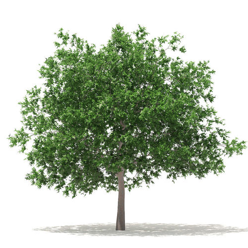 White Oak 7point5m 3D model