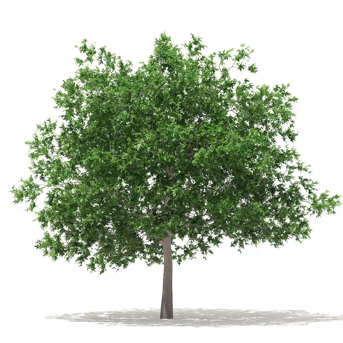 White Oak 7point5m 3D model_0