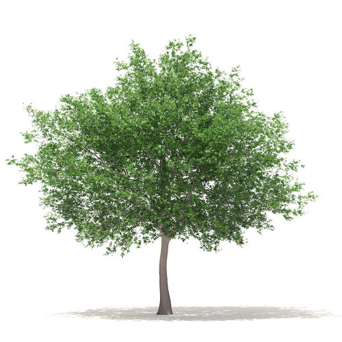 White Oak 10point6m 3D model
