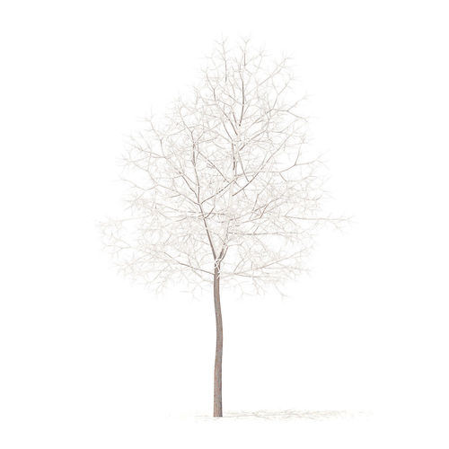 White Oak with Snow 5point7m 3D model