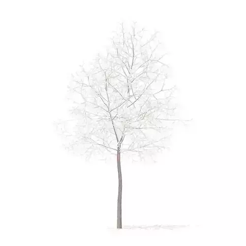 White Oak with Snow 5point7m