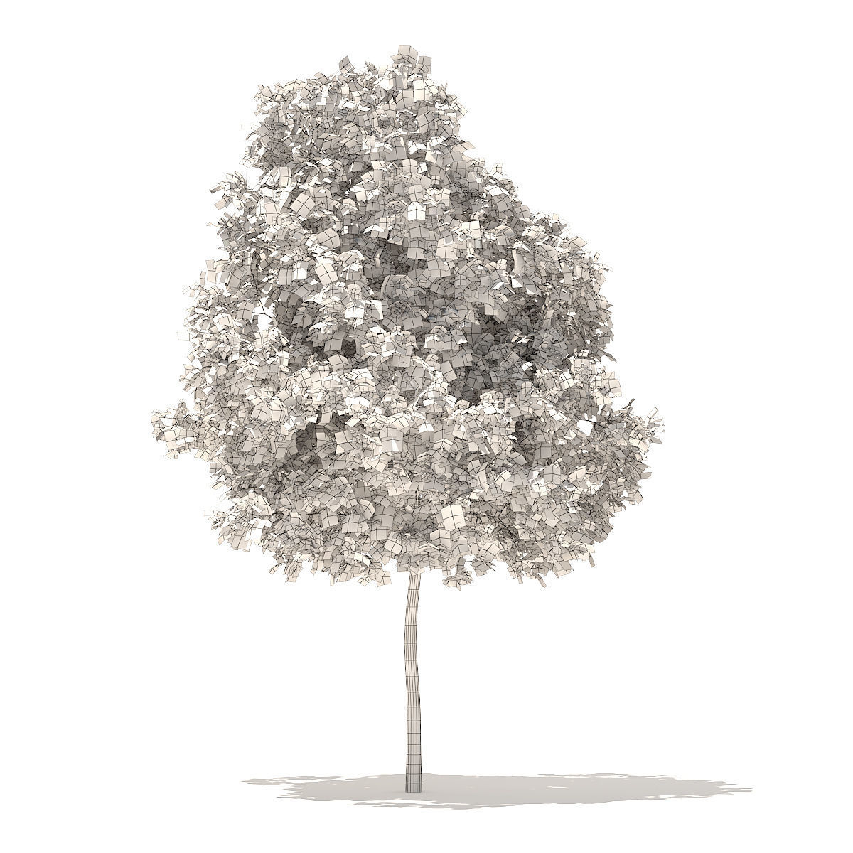 White Oak 5point7m 3D model_5